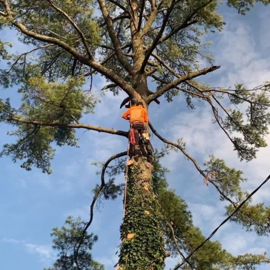 Tree-Trimming-Service