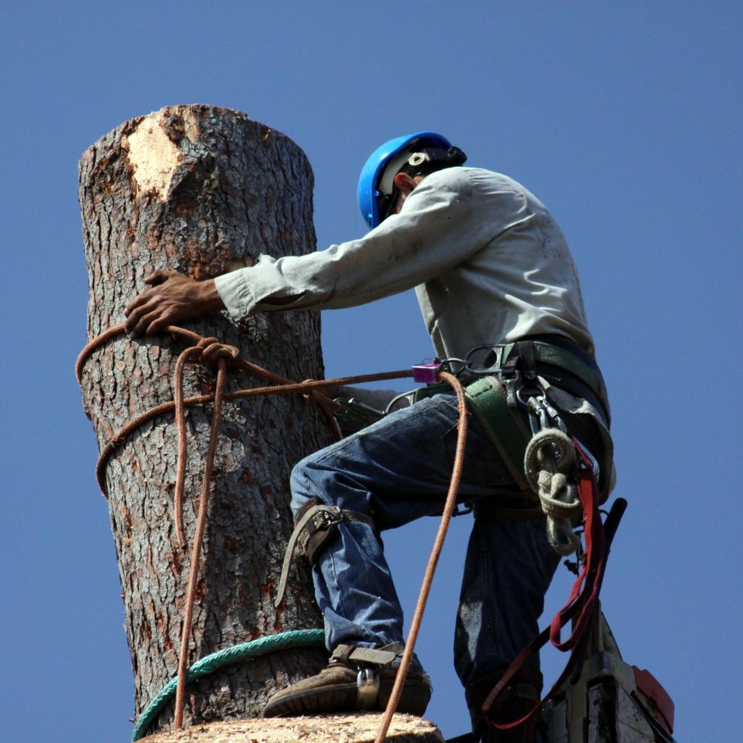 Suffolk County Tree Service Timber Wood Tree Service