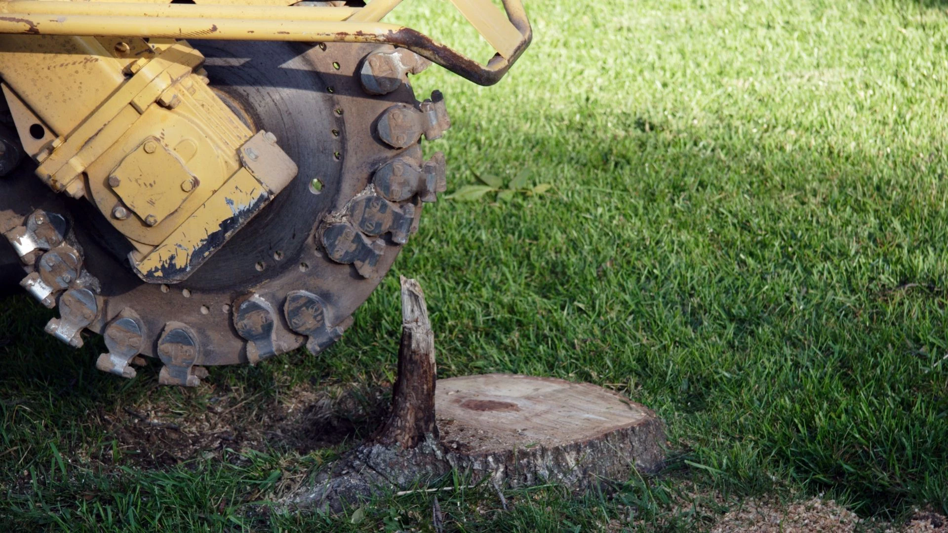 tree-stump-removal