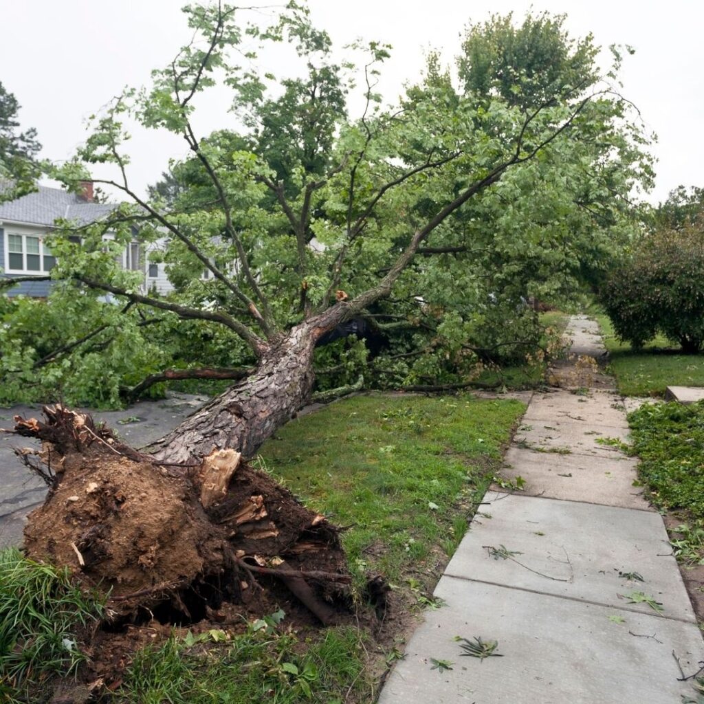 Nassau_Suffolk-Tree-Removal