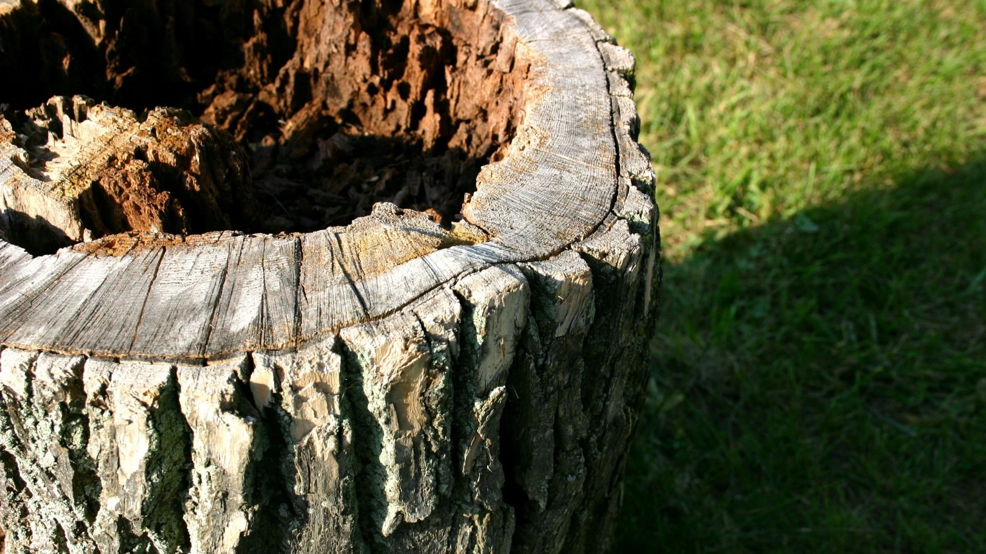 Stump-Removal-Queens-NY