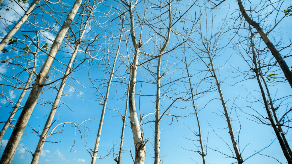 No-Leaves-On-Tree