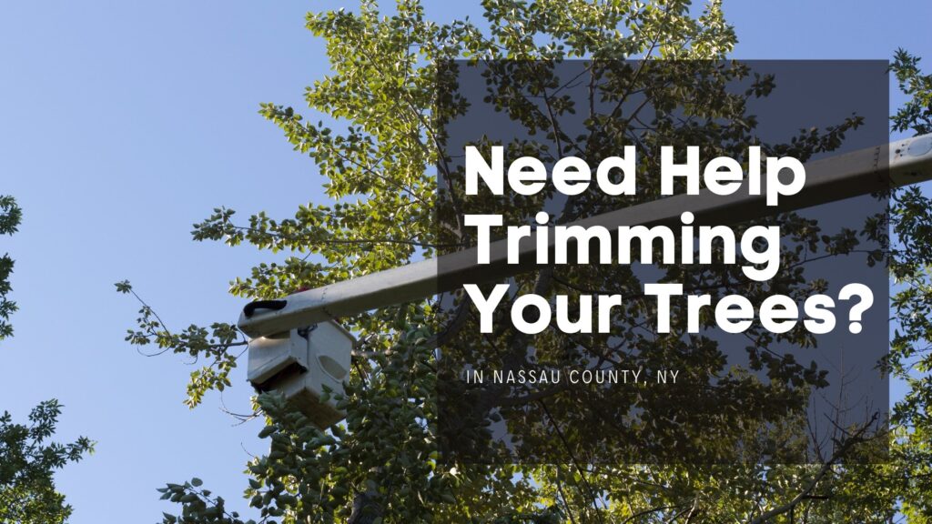 Need-Help-Tree-Trimming