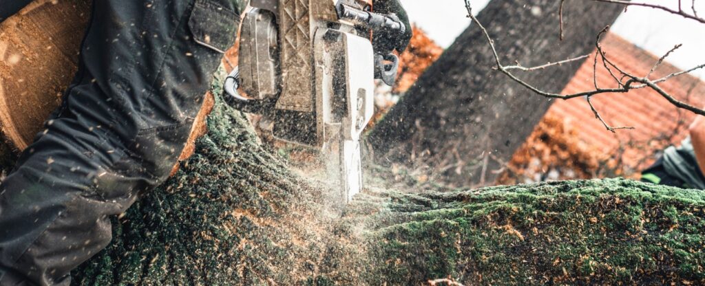 Tree Removal Service Queens, NY | Timber Wood Tree Service
