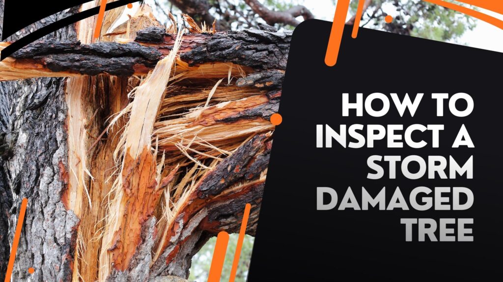 Storm-Damage-Tree-Blog