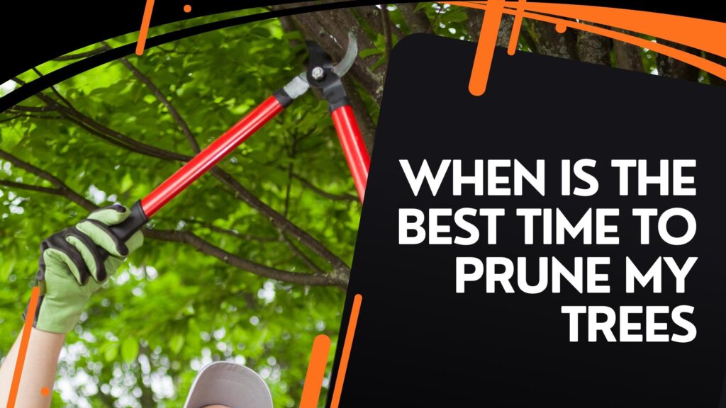 Best-Time-To-Prune-My-Trees