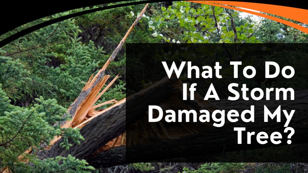 What-To-Do-If-A-Storm-Damaged-My-Tree