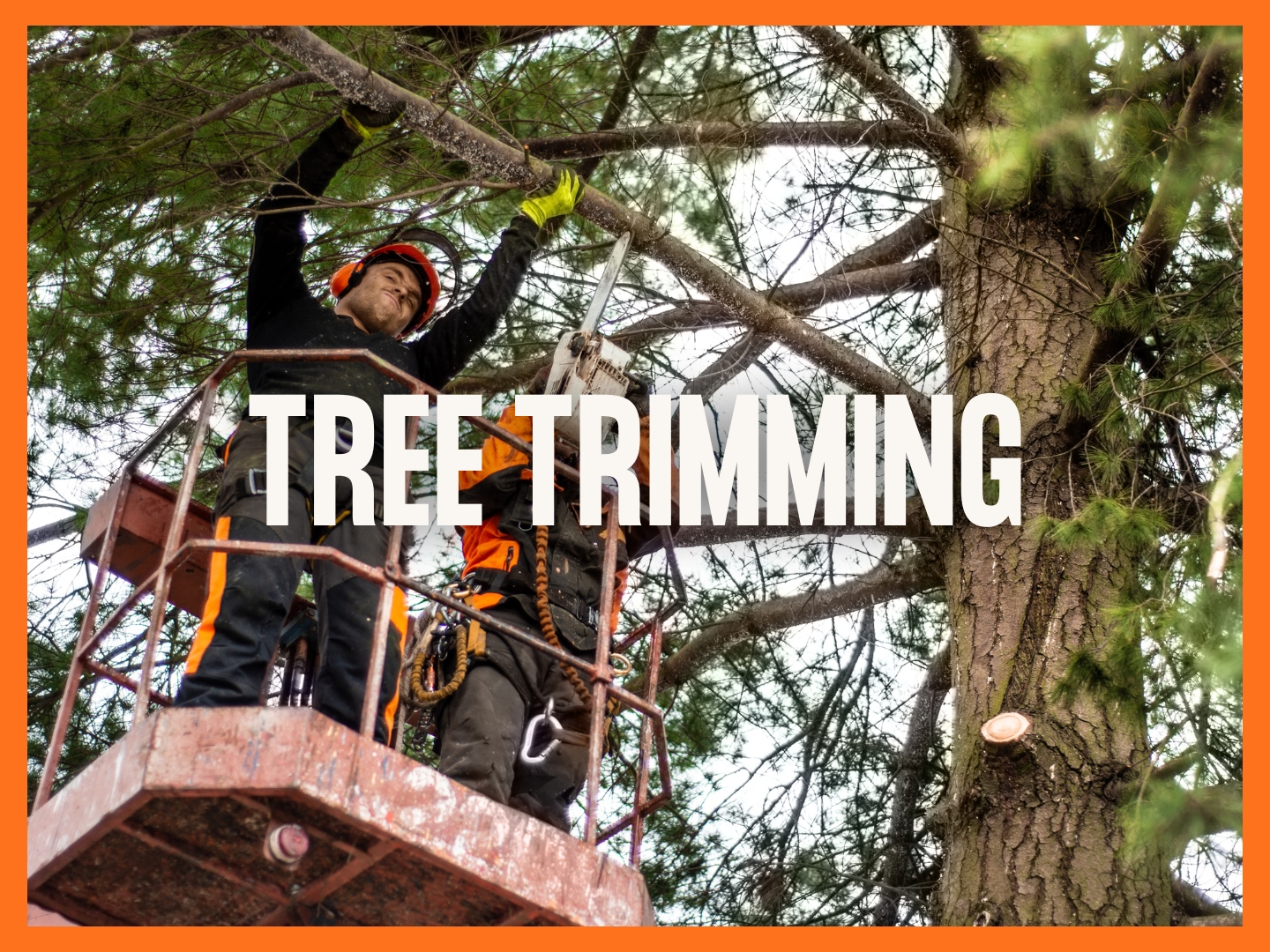 Tree-Trimming
