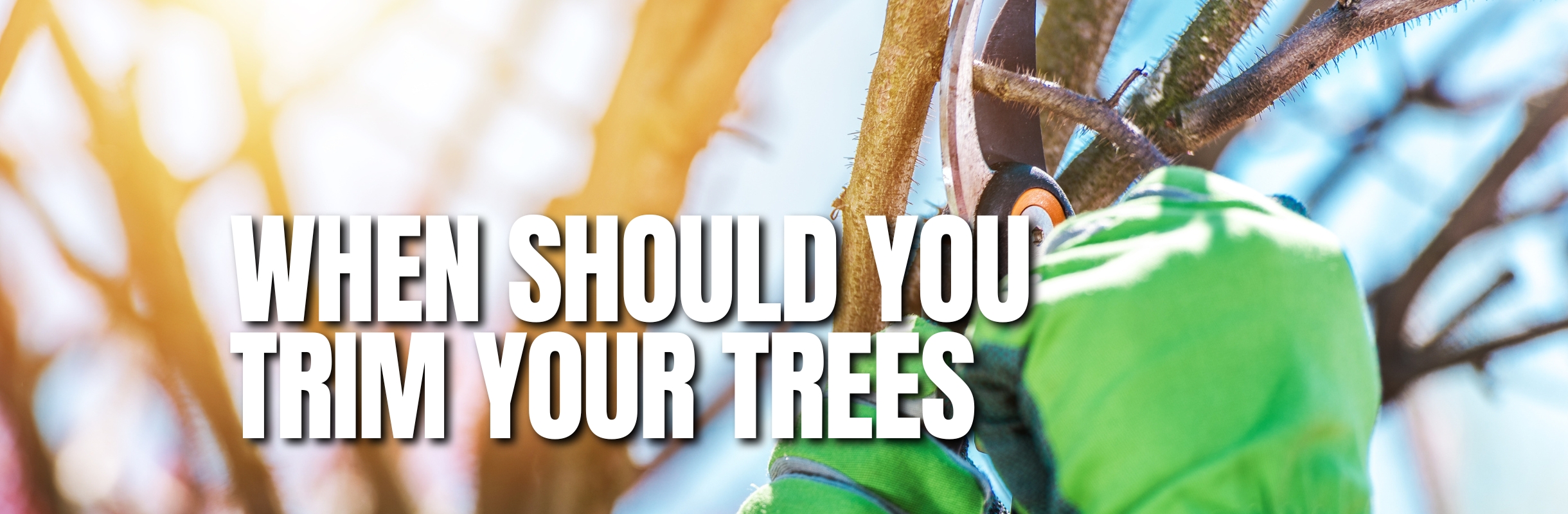 Timber Wood Tree Service | Tree Trimming | Queens & Long Island